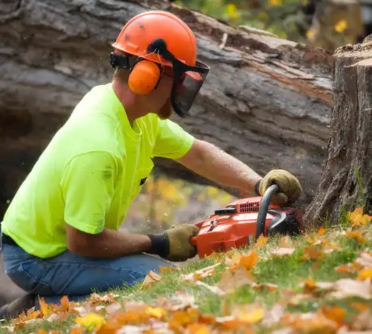 tree services Chevy Chase Section Five